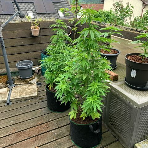 Mimosa x orange barneys Balkony growlog timeline photo
