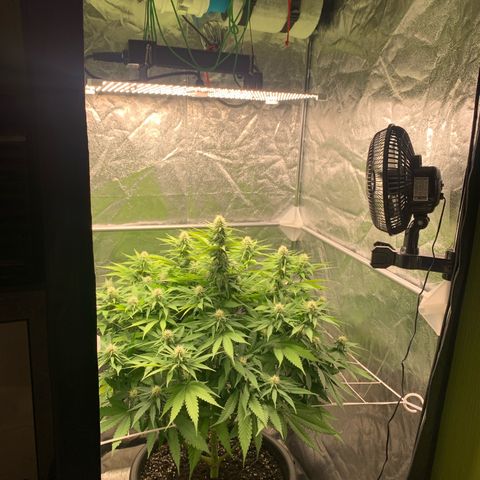 Mimosa x orange barneys Indoor  growlog timeline photo