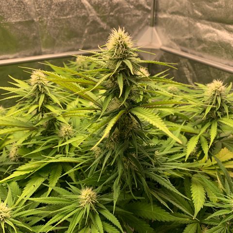 Mimosa x orange barneys Indoor  growlog timeline photo