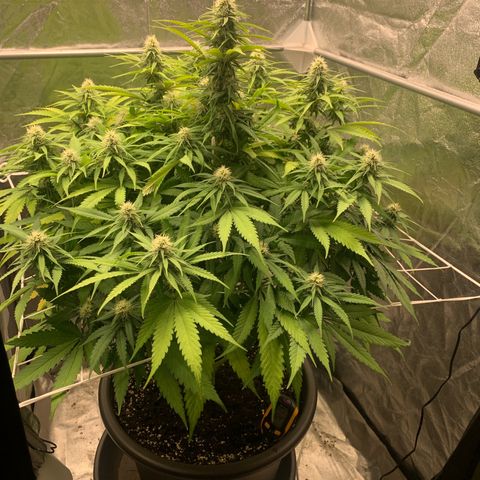Mimosa x orange barneys Indoor  growlog photo: Added 6ml PH-Down in the water to put PH from 6.8 to 6.4
