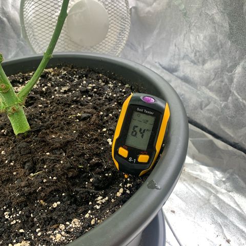 Mimosa x orange barneys Indoor  growlog photo: Added 6ml PH-Down in the water to put PH from 6.8 to 6.4