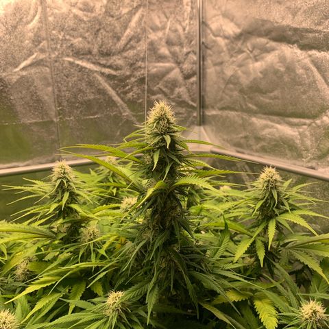 Mimosa x orange barneys Indoor  growlog photo: Added 6ml PH-Down in the water to put PH from 6.8 to 6.4