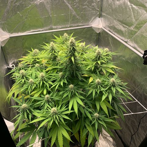 Mimosa x orange barneys Indoor  growlog timeline photo