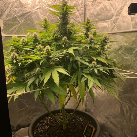 Mimosa x orange barneys Indoor  growlog timeline photo