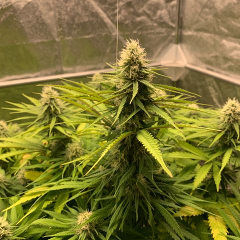 Mimosa x orange barneys Indoor  growlog timeline photo