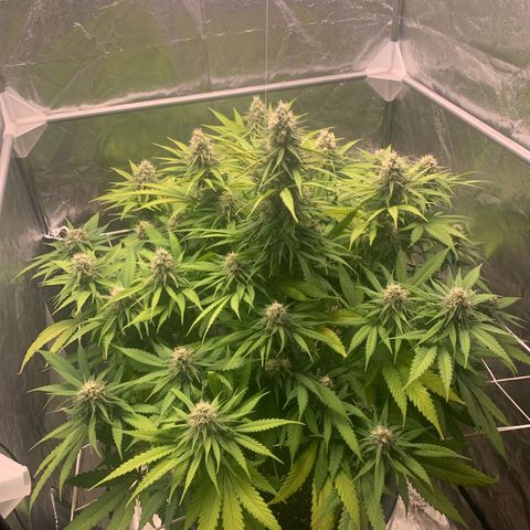 Mimosa x orange barneys Indoor  growlog timeline photo
