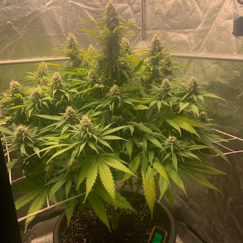 Mimosa x orange barneys Indoor  growlog timeline photo