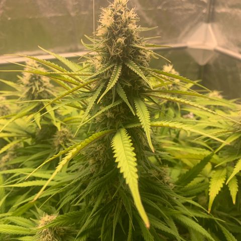 Mimosa x orange barneys Indoor  growlog timeline photo