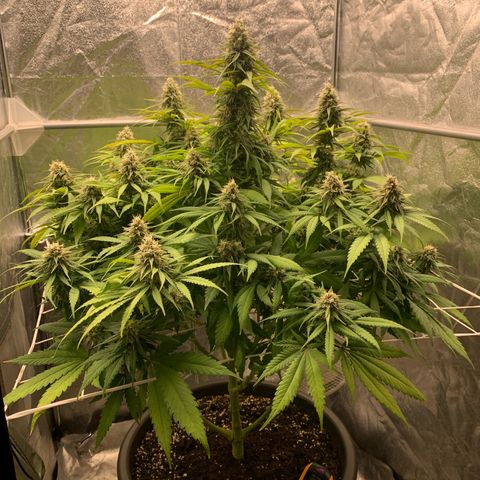 Mimosa x orange barneys Indoor  growlog timeline photo