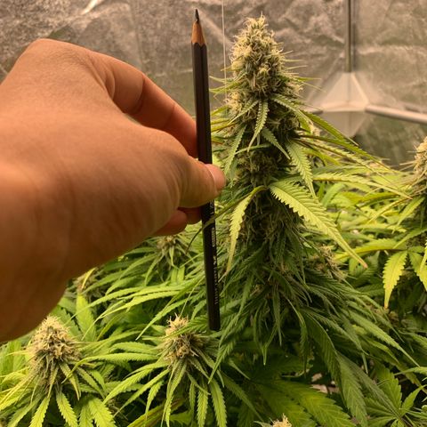 Mimosa x orange barneys Indoor  growlog timeline photo