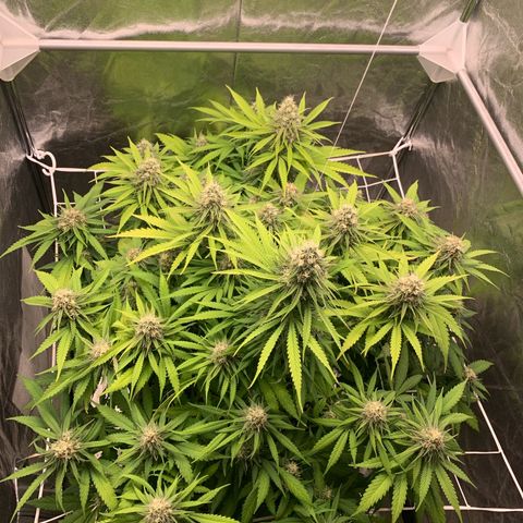 Mimosa x orange barneys Indoor  growlog timeline photo