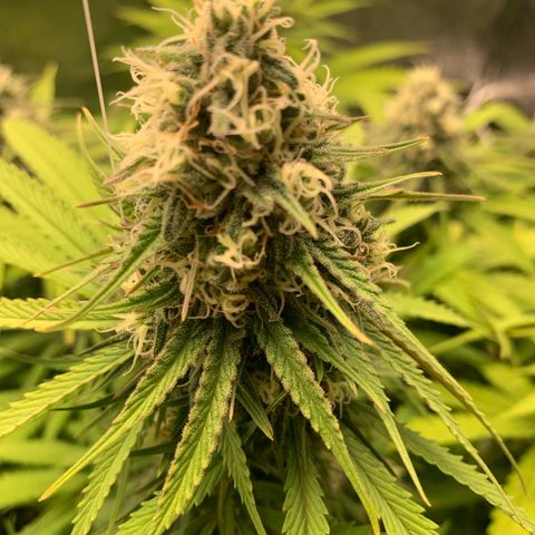 Mimosa x orange barneys Indoor  growlog timeline photo