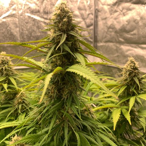 Mimosa x orange barneys Indoor  growlog timeline photo