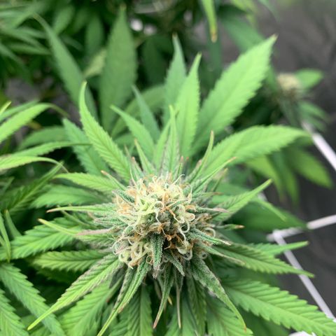 Mimosa x orange barneys Indoor  growlog timeline photo
