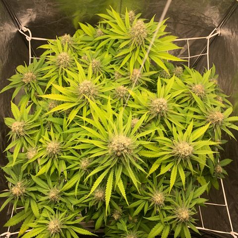 Mimosa x orange barneys Indoor  growlog timeline photo