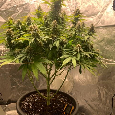 Mimosa x orange barneys Indoor  growlog timeline photo