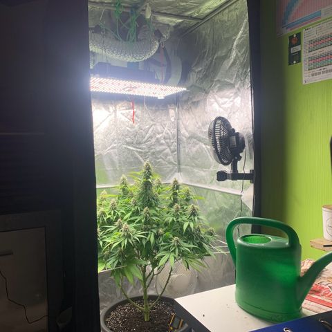 Mimosa x orange barneys Indoor  growlog timeline photo