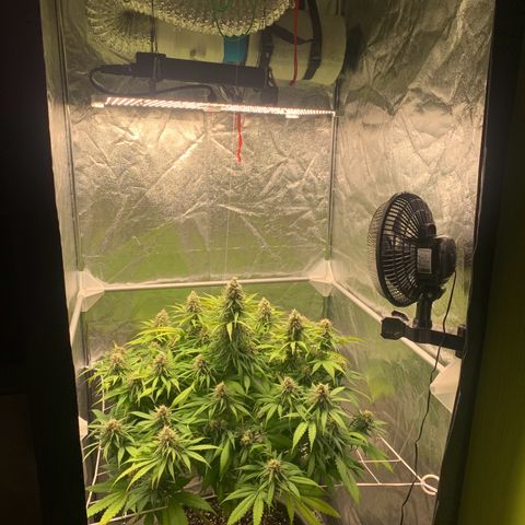 Mimosa x orange barneys Indoor  growlog timeline photo