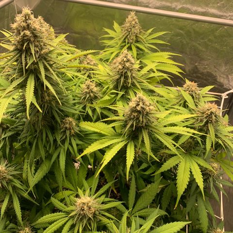 Mimosa x orange barneys Indoor  growlog timeline photo
