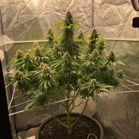 Mimosa x orange barneys Indoor  growlog timeline photo
