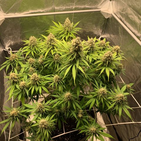 Mimosa x orange barneys Indoor  growlog timeline photo