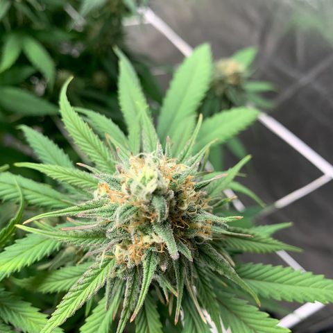 Mimosa x orange barneys Indoor  growlog timeline photo