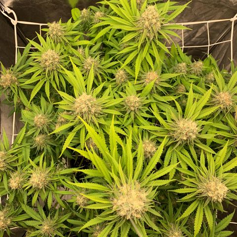 Mimosa x orange barneys Indoor  growlog timeline photo