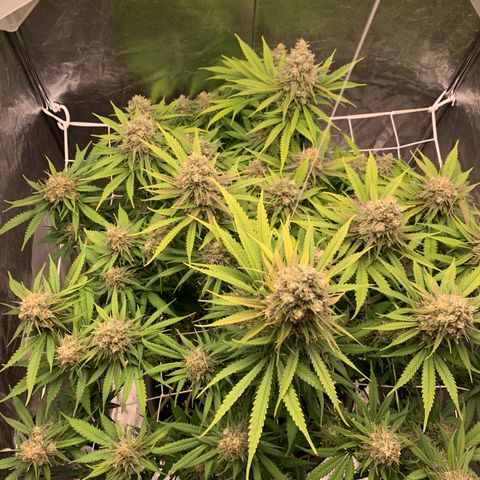Mimosa x orange barneys Indoor  growlog timeline photo