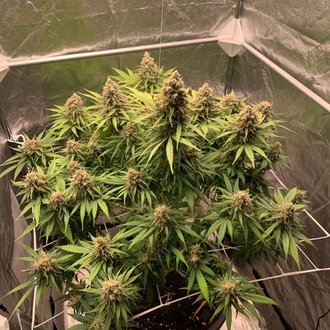 Mimosa x orange barneys Indoor  growlog timeline photo