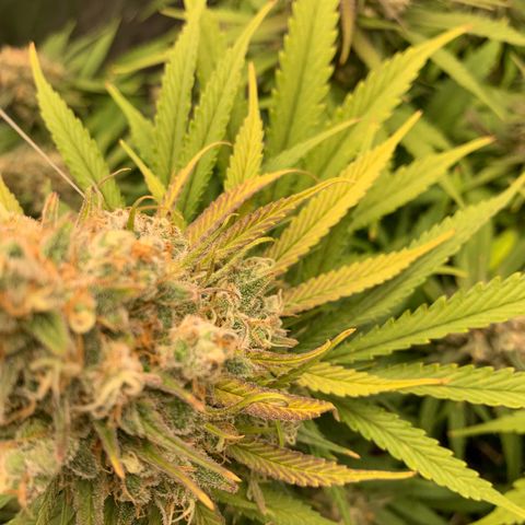 Mimosa x orange barneys Indoor  growlog timeline photo