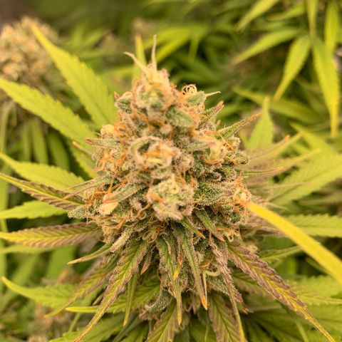 Mimosa x orange barneys Indoor  growlog timeline photo
