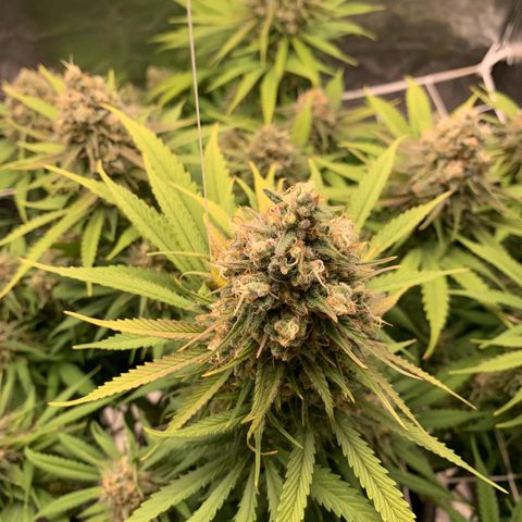 Mimosa x orange barneys Indoor  growlog timeline photo