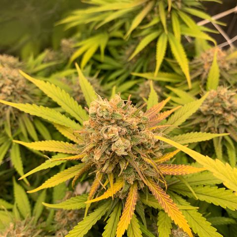 Mimosa x orange barneys Indoor  growlog timeline photo