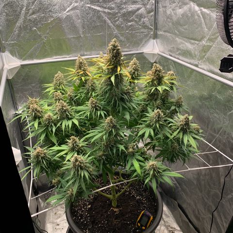Mimosa x orange barneys Indoor  growlog timeline photo