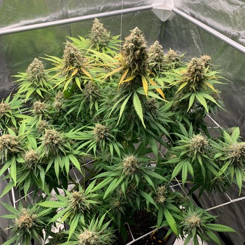 Mimosa x orange barneys Indoor  growlog timeline photo