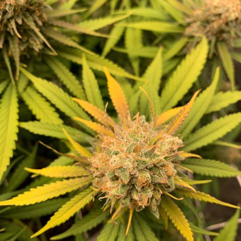 Mimosa x orange barneys Indoor  growlog timeline photo