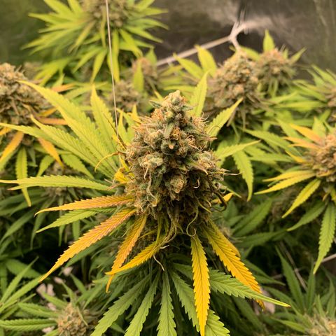 Mimosa x orange barneys Indoor  growlog timeline photo