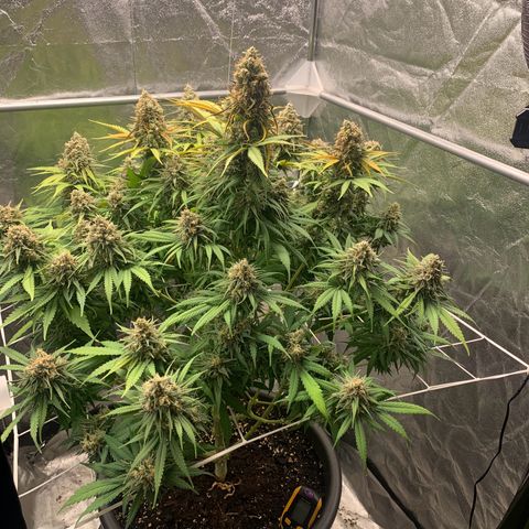Mimosa x orange barneys Indoor  growlog timeline photo