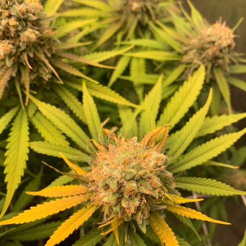 Mimosa x orange barneys Indoor  growlog timeline photo