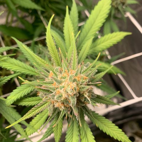 Mimosa x orange barneys Indoor  growlog timeline photo