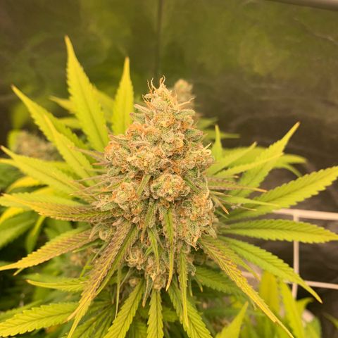 Mimosa x orange barneys Indoor  growlog timeline photo