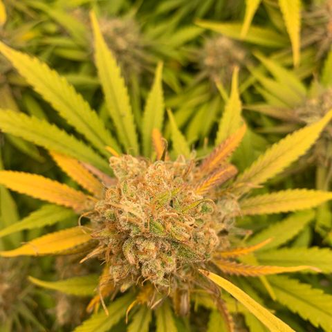 Mimosa x orange barneys Indoor  growlog timeline photo