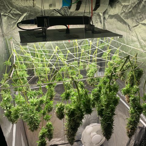 Mimosa x orange barneys Indoor  growlog timeline photo