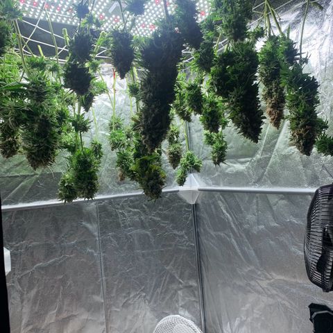 Mimosa x orange barneys Indoor  growlog timeline photo