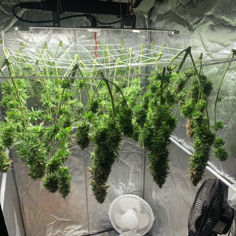 Mimosa x orange barneys Indoor  growlog timeline photo