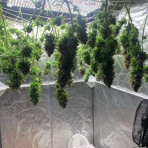 Mimosa x orange barneys Indoor  growlog timeline photo