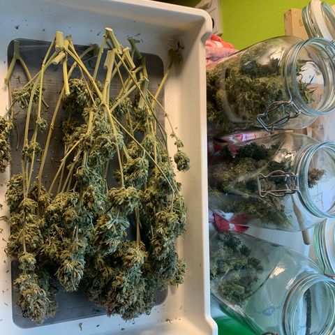Mimosa x orange barneys Indoor  growlog timeline photo