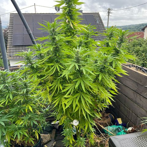 Mimosa x orange barneys Balkony growlog timeline photo