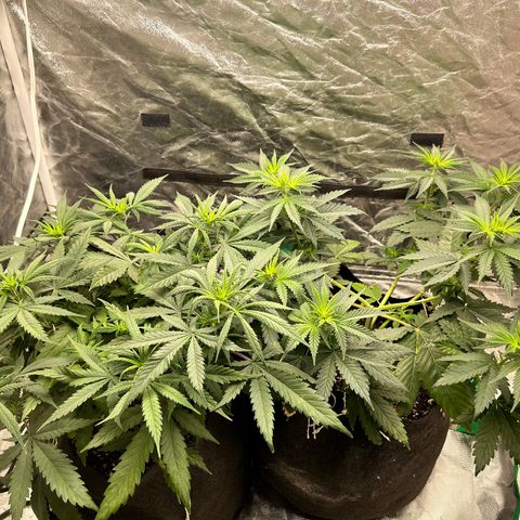Champagne Octane growlog timeline photo