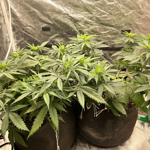 Champagne Octane growlog timeline photo
